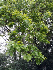 Quercus robur