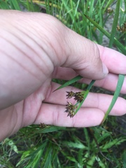 Juncus phaeocephalus