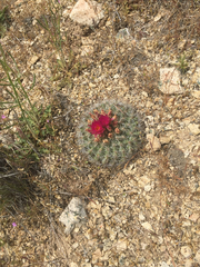 Pediocactus nigrispinus