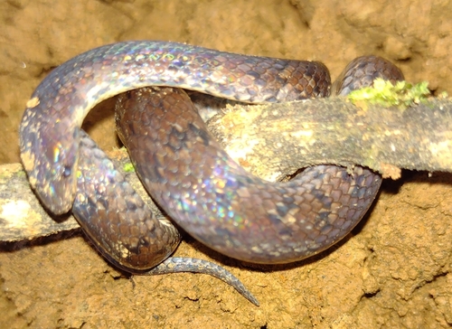 Photo of a Iridescent Ground Snake (Atractus iridescens)
