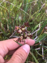 Juncus phaeocephalus