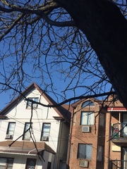 Gleditsia triacanthos