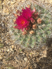 Pediocactus nigrispinus