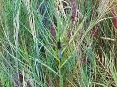 Erythrodiplax connata