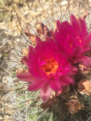 Pediocactus nigrispinus