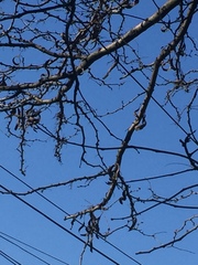 Gleditsia triacanthos
