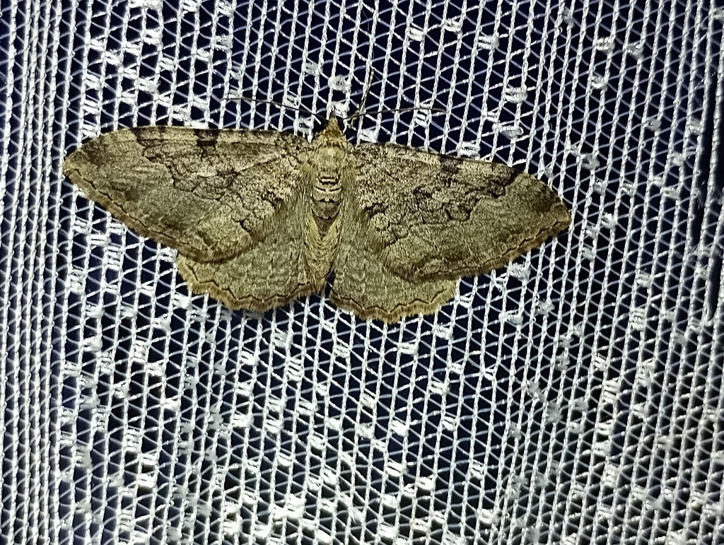 Scarce Tissue