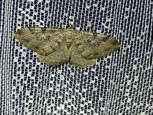 Scarce Tissue