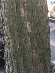 Gleditsia triacanthos