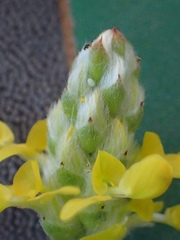 Echinargus isola