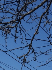 Gleditsia triacanthos