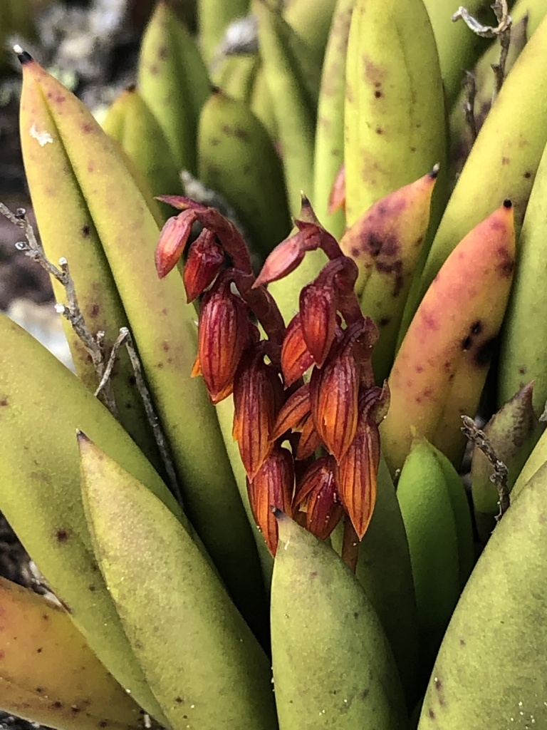 Acianthera johannensis