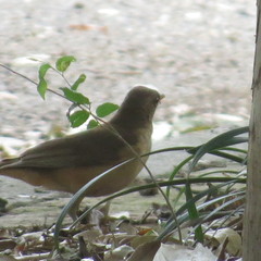 Turdus grayi