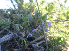 Solanum guineense