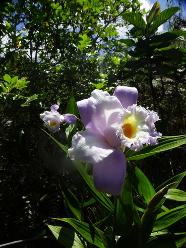 Sobralia violacea, photograph 3
