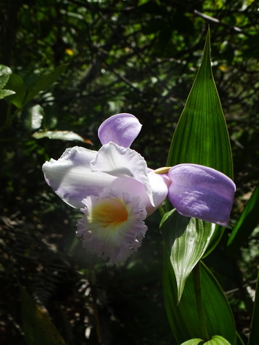 Sobralia violacea, photograph 2