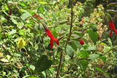 Salvia gesneriiflora