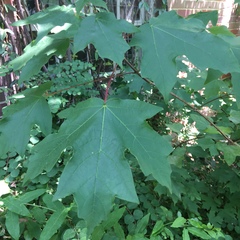 Acer skutchii