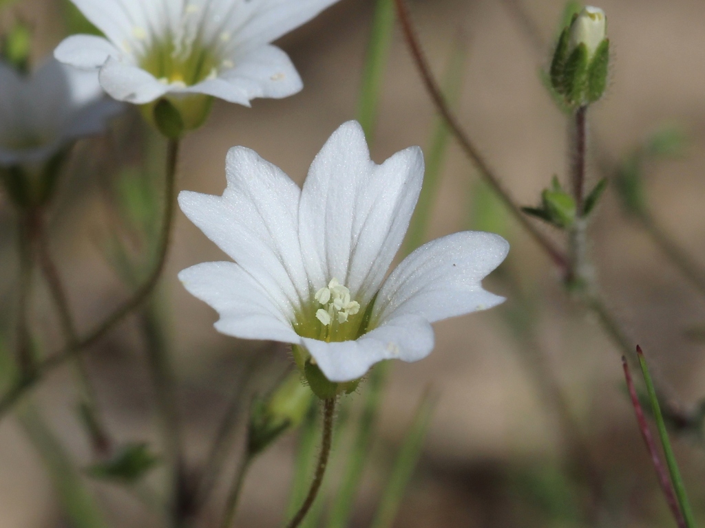 Arenaria algarbiensis