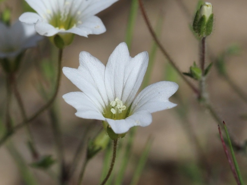 Arenaria algarbiensis