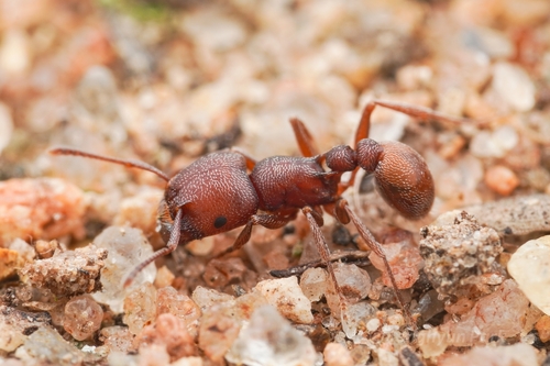 野刺铺道蚁Tetramorium setuliferum