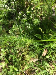 Ptilimnium capillaceum