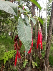 Fuchsia boliviana
