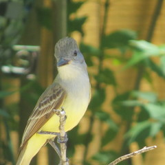 Myiarchus tyrannulus