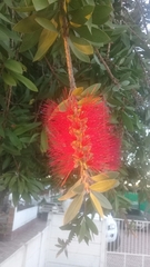 Melaleuca citrina