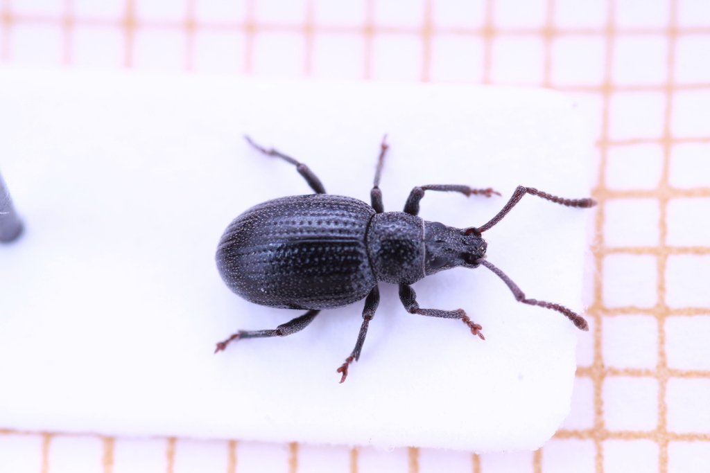 Gymnomorphus nigrans