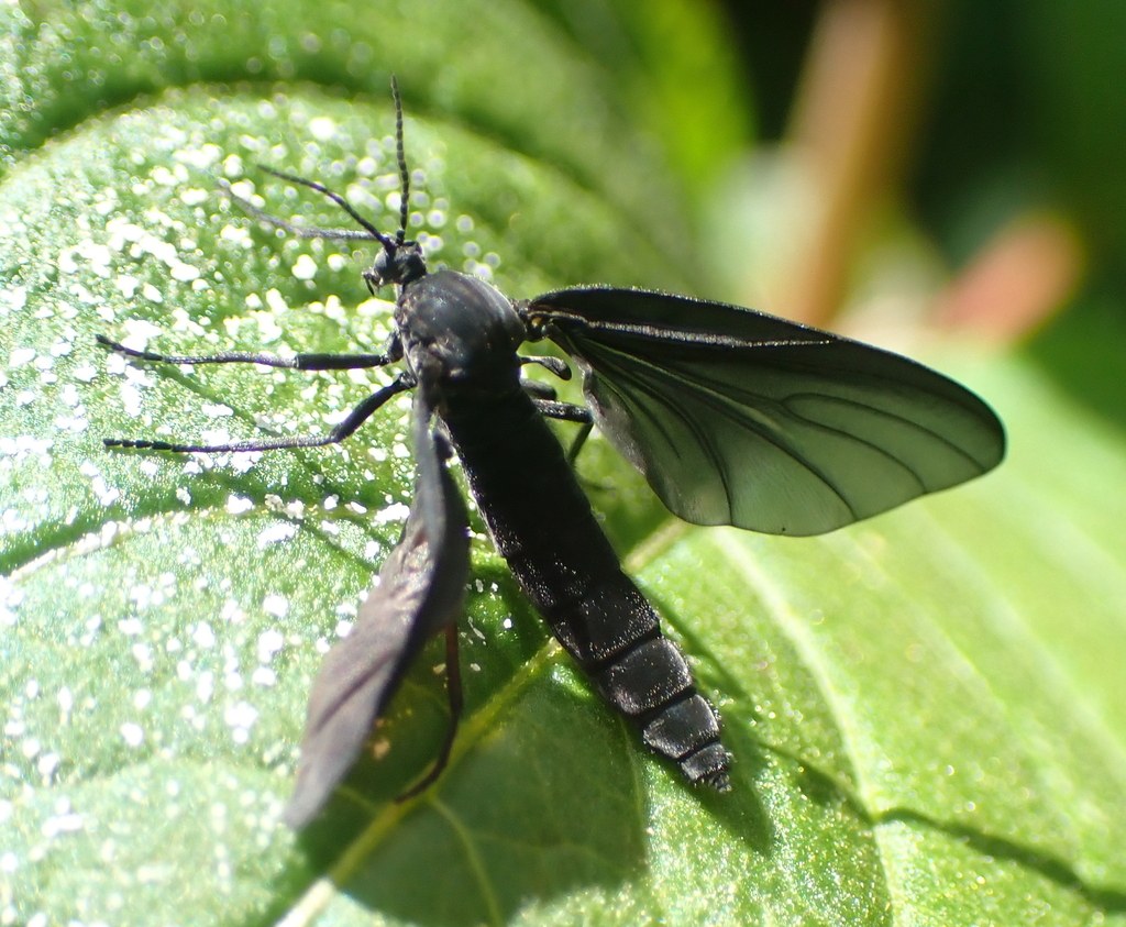 Dark-winged Fungus Gnats from San José Province, Pérez Zeledón, Costa ...