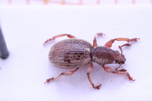 Pleurodirus fairmairii
