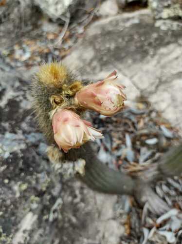 Pilosocereus aurisetus ssp. aurilanatus