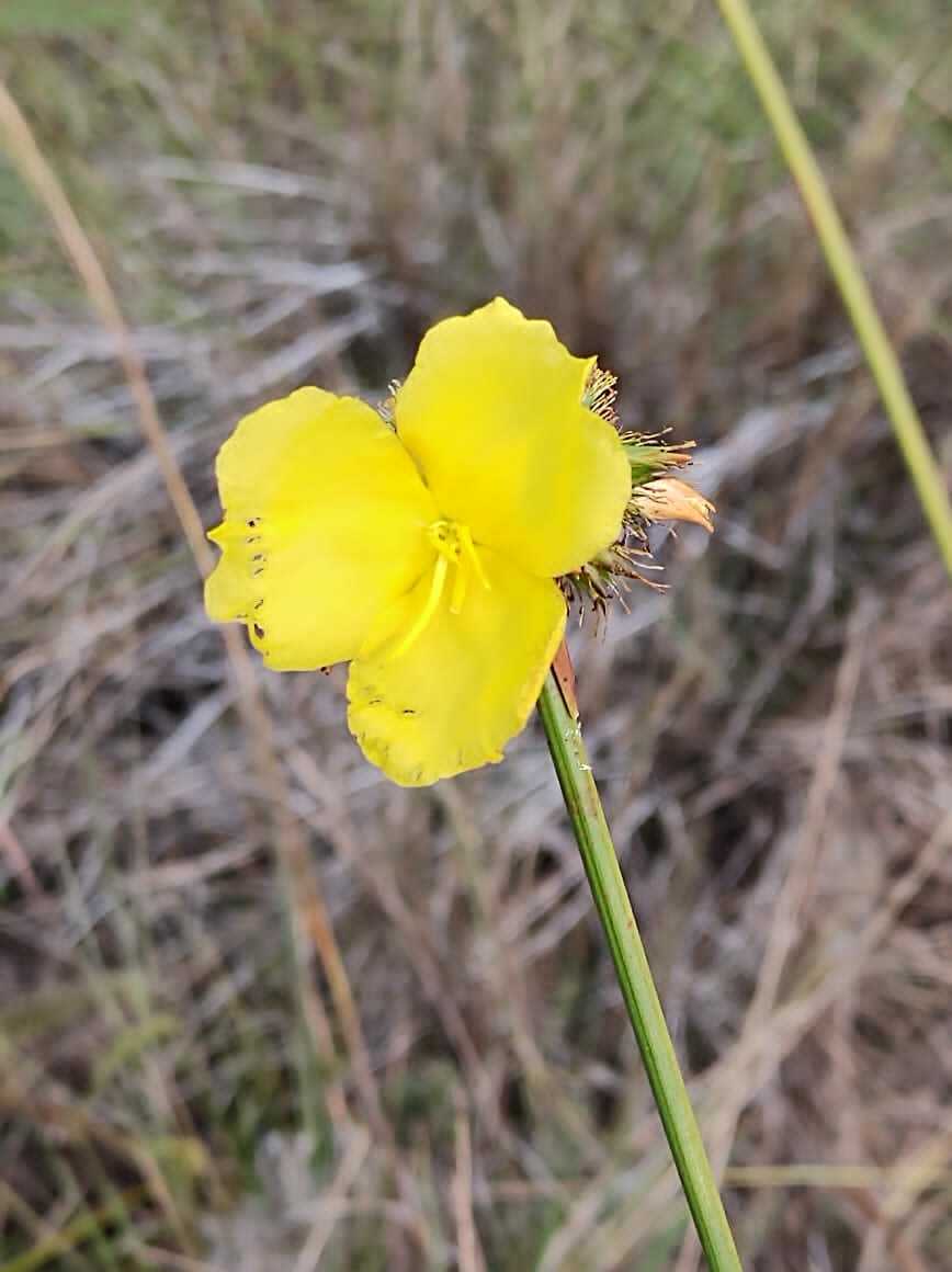Cephalostemon riedelianus