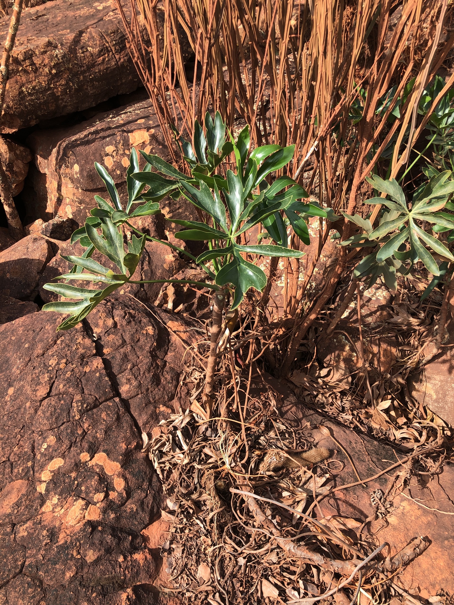 Thaumatophyllum adamantinum