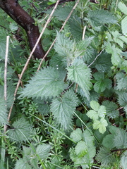 Urtica dioica