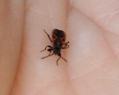 Melanocoryphus tristrami