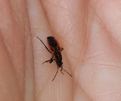 Melanocoryphus tristrami