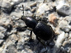 Psallidium maxillosum