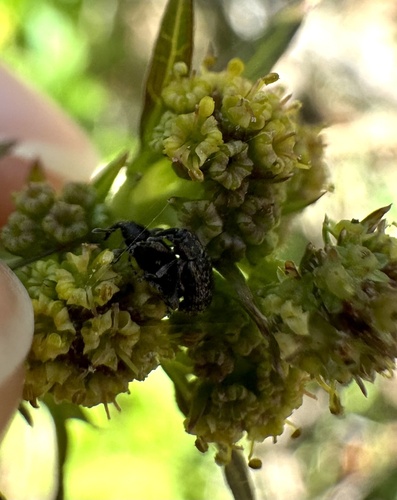 iNaturalist observation photo of True Weevils