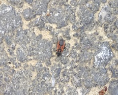 Melanocoryphus tristrami