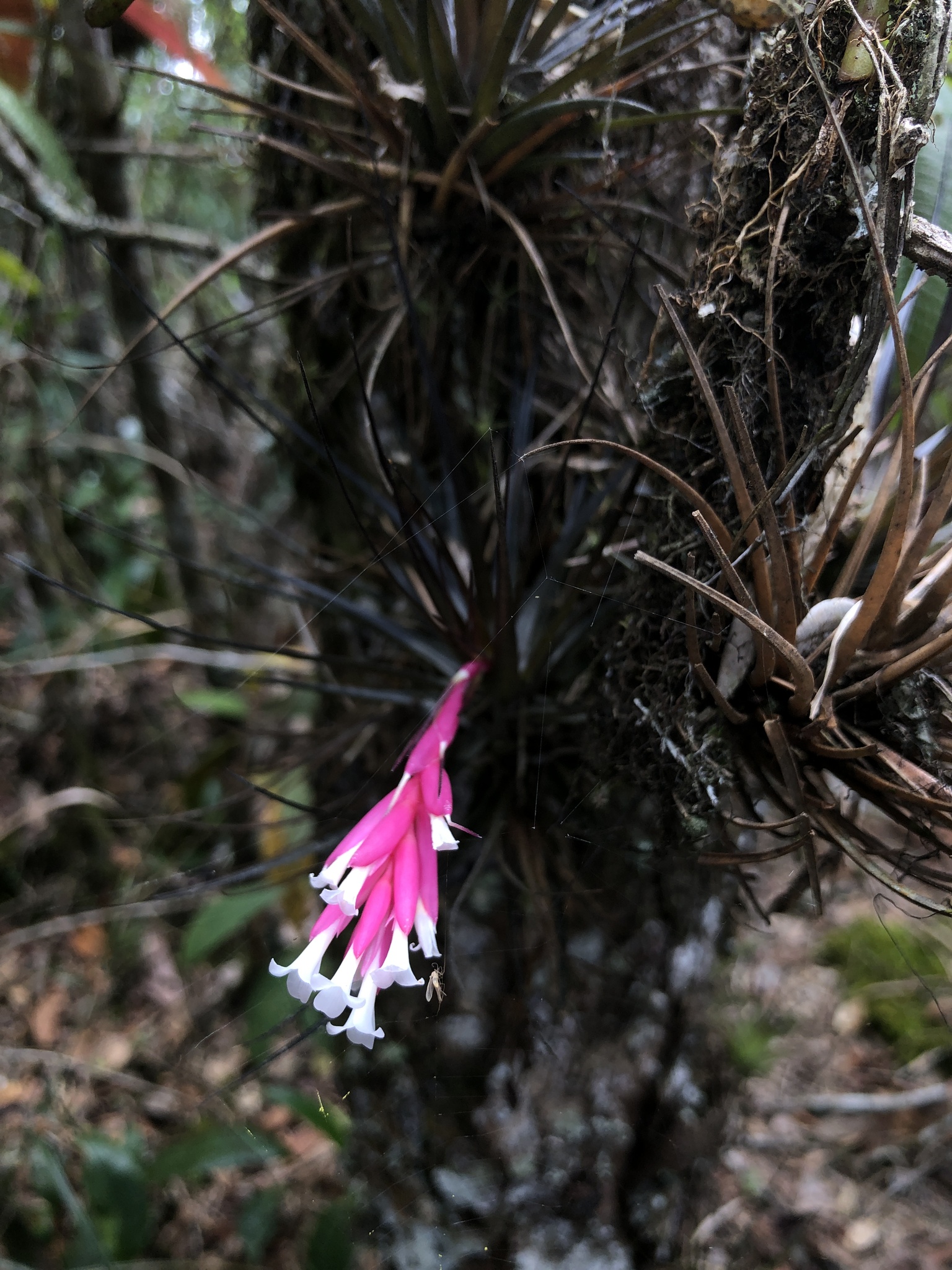 Tillandsia tenuifolia