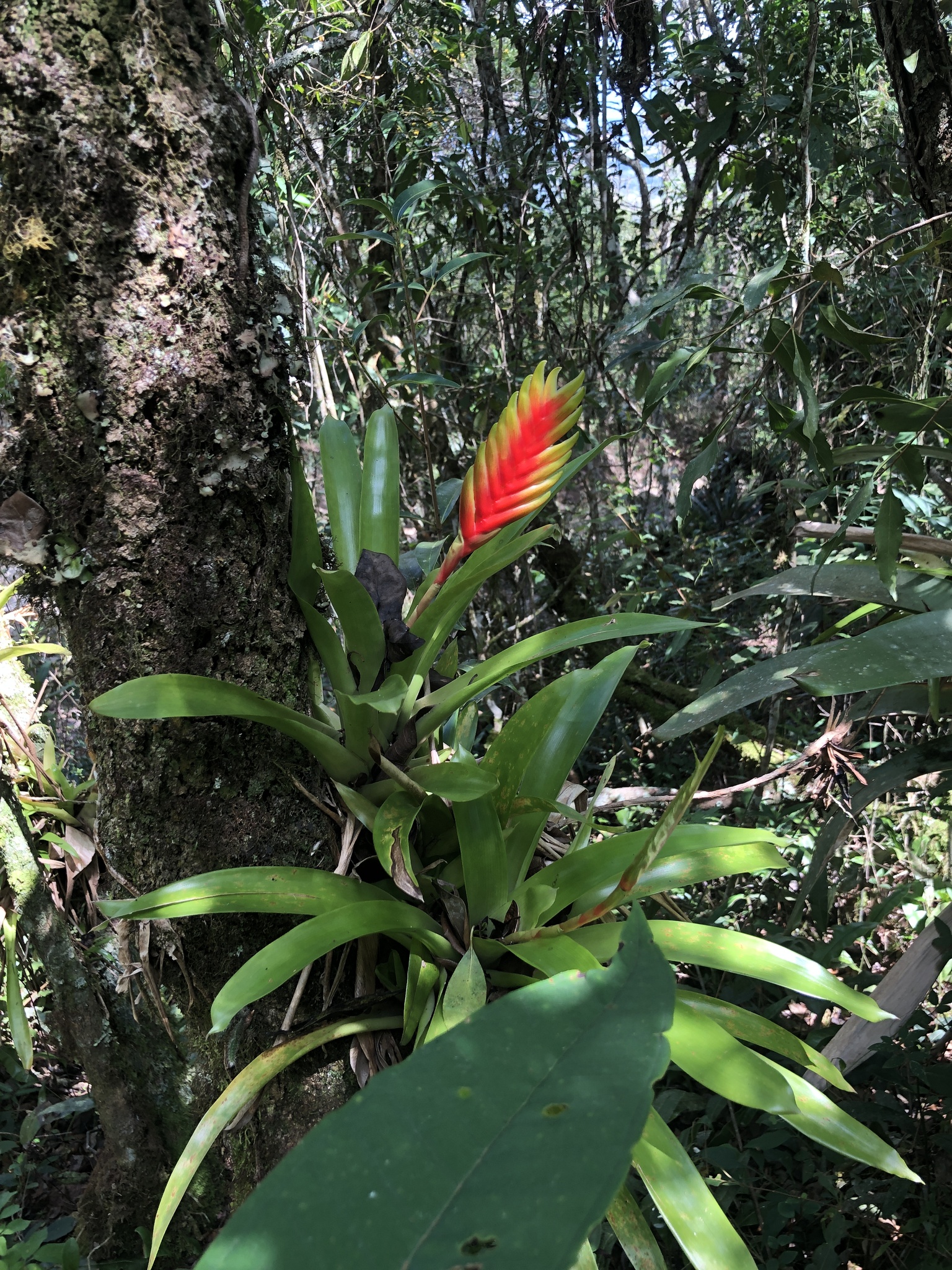 Vriesea interrogatoria