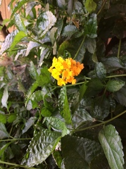 Lantana depressa