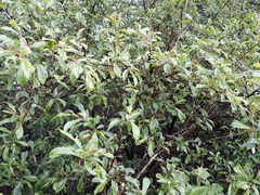 Prunus spinosa