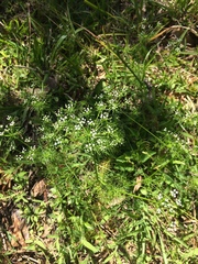 Ptilimnium capillaceum