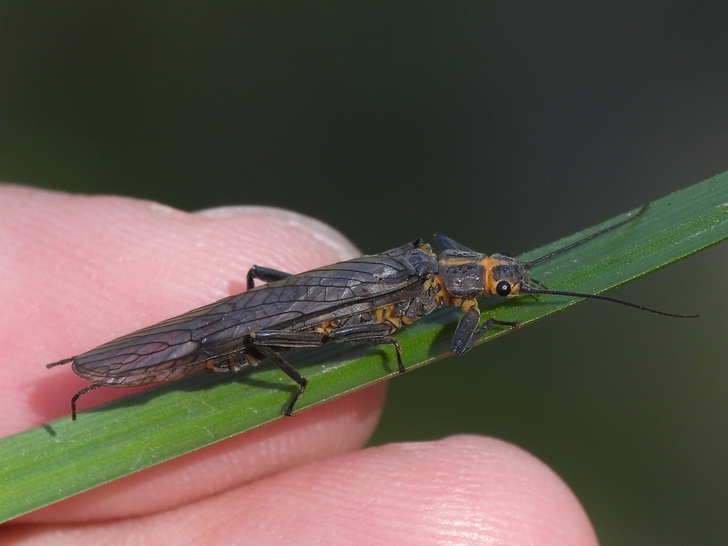 Austin springfly