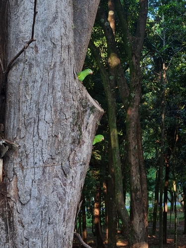 Yellow-chevroned Parakeet
