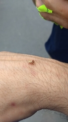 Cryptocephalus duryi