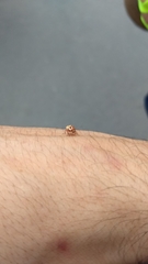 Cryptocephalus duryi